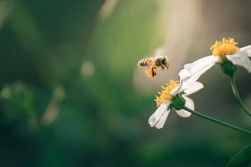Foto auf Acrylglas Biene Biene mit Blumen