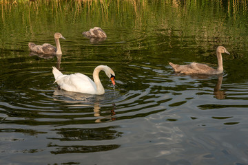 White swan swims with gray ducklings in a pond