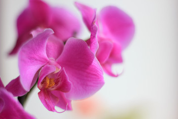 Obraz na płótnie Canvas Beautiful purple orchid phalaenopsis flowers. Orchid flowers.