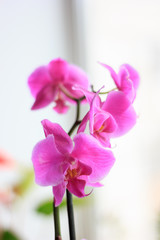 Fototapeta na wymiar Beautiful purple orchid phalaenopsis flowers. Orchid flowers.