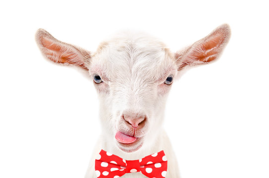 Portrait of funny goat in a bow tie, isolated on white background