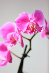 Naklejka na ściany i meble Beautiful purple orchid phalaenopsis flowers. Orchid flowers.