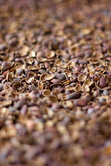 Broken pine nut shelters as background.