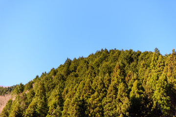 Obraz premium 常緑樹