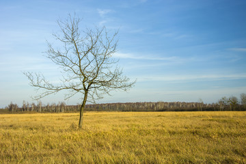 Fototapeta na wymiar Single leafless tree on a wild meadow