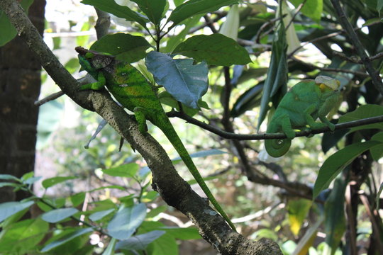 Cham&auml;leon in Madagaskar
