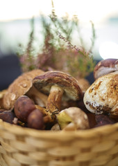 Grzyby, koszyk grzybów. Prawdziwki, borowiki. Jadalny grzyb. Zbieranie grzybów.