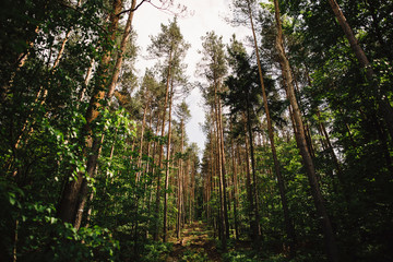 Fototapete bei efototapeten.de bestellen   