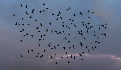 birds flying and abstract sky ,spring background abstract happy background,freedom birds concept,symbol of liberty and freedom