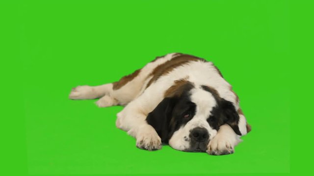 St. Bernard resting on the green screen