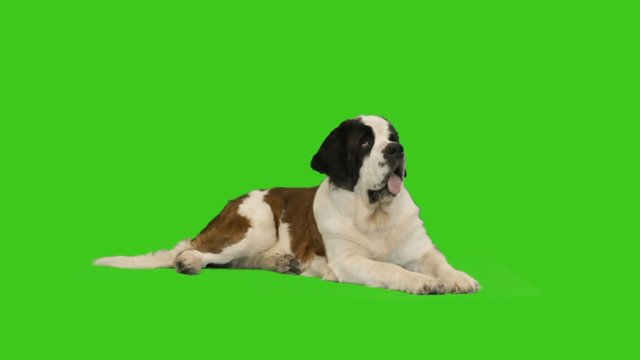 big dog on the green screen