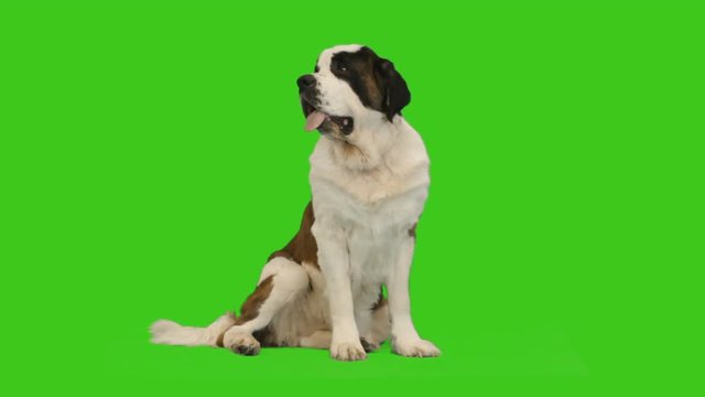 St. Bernard sits on a green screen