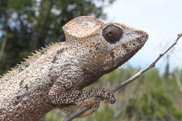 Chamäleon in Madagaskar