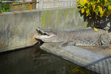Crocodile in the hot spring in Beppu Japan.