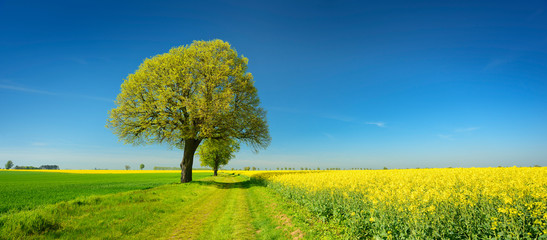 Alte Lindenbäume säumen einen Feldweg durch Raps- und Getreidefelder im Frühling