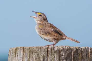 Grassland Sparrow singing
