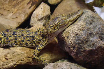 Crocodile in the hot spring in Beppu Japan.