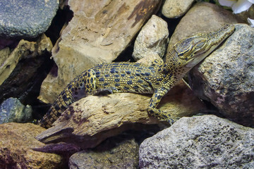 Crocodile in the hot spring in Beppu Japan.