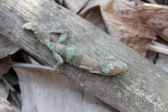 Blattschwanzgecko in Madagaskar
