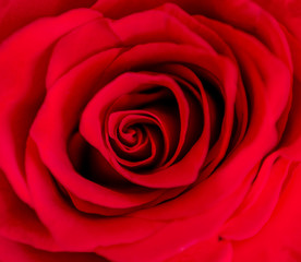 beautiful close up red rose