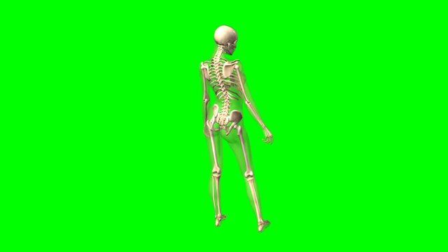 Rotazione scheletro femminile su sfondo chroma key