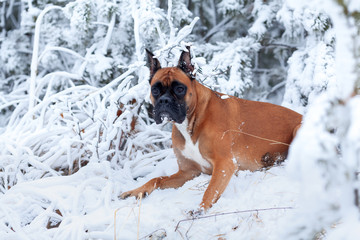 Portrait of dog against background of trees.