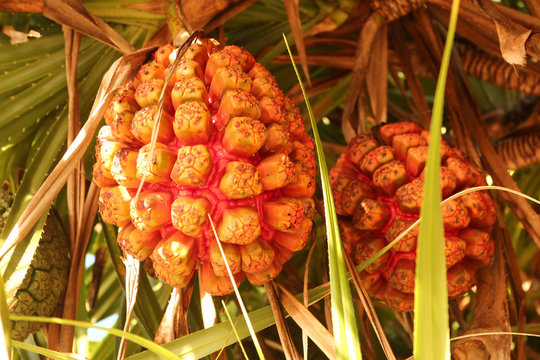 Pandanus odoratissimus (Kewda)