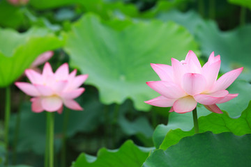Beautiful pink lotus flower blooming in pond