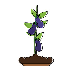 Eggplant plant isolated