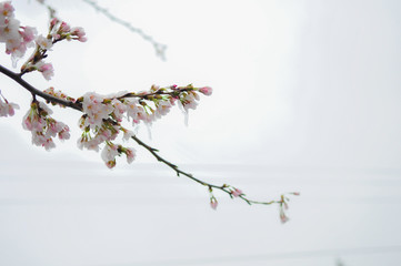 Sakura with snow at Kawagugiko Japan