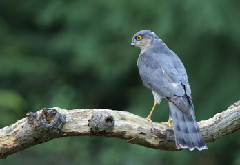 Sparrowhawk perched on a branch