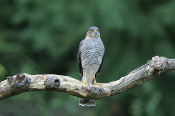 Sparrowhawk perched on a branch