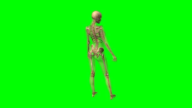 Rotazione scheletro femminile su sfondo chroma key