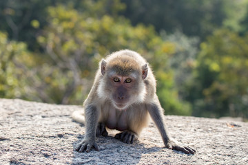 Portrait of a monkey staring at the camera