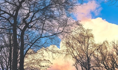 Plakat Trees in autumn with dutch sky