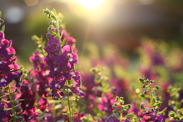 flower be side the walk way.