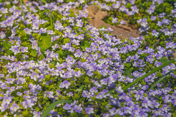 Obraz premium carpet of flowers. Purple beauty