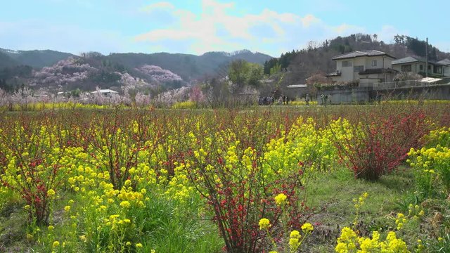 福島県 春 花 花見山公園 Japanese scenery spring "Hanamiyama park" in fukushima