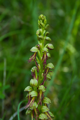 infiorescenza di Orchidea Orchis anthropophora,Orchidee italiane