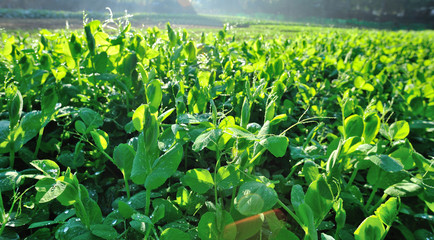 Green pea plants in growth at sunrise field