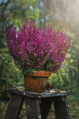 Purple Calluna