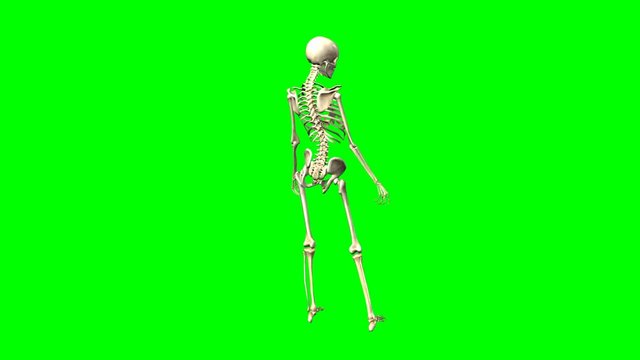 Rotazione scheletro femminile su sfondo chroma key