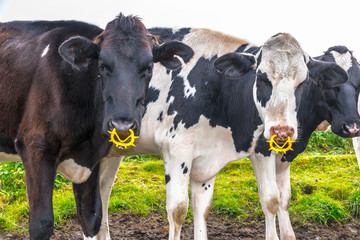 Two cows with a yellow glowing nose ring on the pasture at the North Sea coast in Germany.