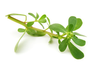 Fototapeta premium purslane (Portulaca oleracea) on a white background
