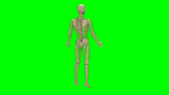 Rotazione scheletro maschile su sfondo chroma key