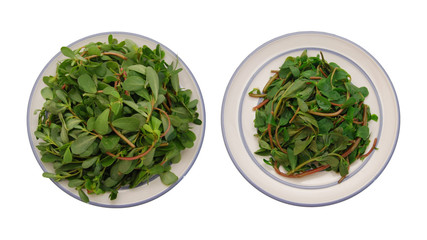 purslane (Portulaca oleracea) on a white background