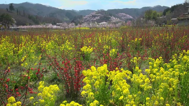 福島県 春 花 花見山公園 Japanese scenery spring "Hanamiyama park" in fukushima