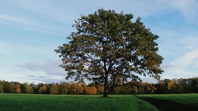 Lonely young spreading  oak on lawn
