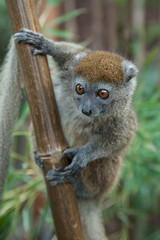 photo of an alert Sambirano Bambo Lemur with big wide eyes
