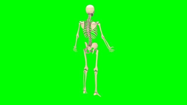 Rotazione scheletro maschile su sfondo chroma key